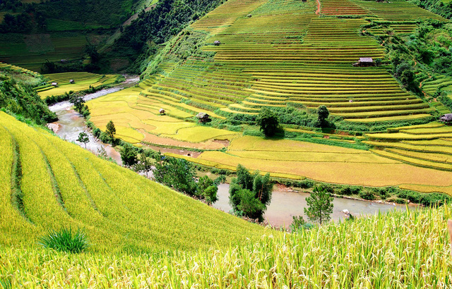 Cuối tuần rủ nhau đi Tú Lệ ngắm lúa chín - Ảnh 1.