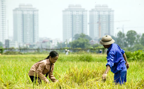 Gần 80% vụ khiếu nại đến từ lĩnh vực nhà đất