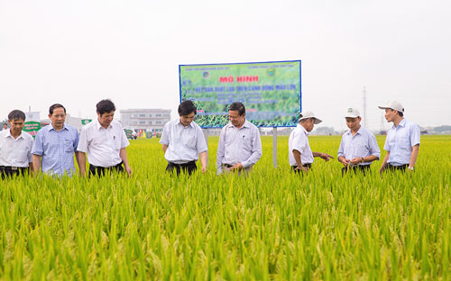 PAN đã mua lại 54,9% cổ phần của Công ty Cổ phần Giống cây trồng Trung ương (mã NSC -HOSE).