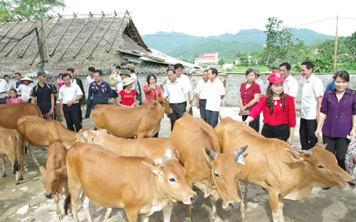 Với phương châm “Trao cần câu, thay vì cho con cá”, FrieslandCampina 
Việt Nam trao tặng mỗi hộ gia đình nghèo tham gia Link Trang Chủ PG88.Com Mới #2026 “Pg88 com chính chủ Bò” 1
 con bò sinh sản trị giá 10 triệu đồng.