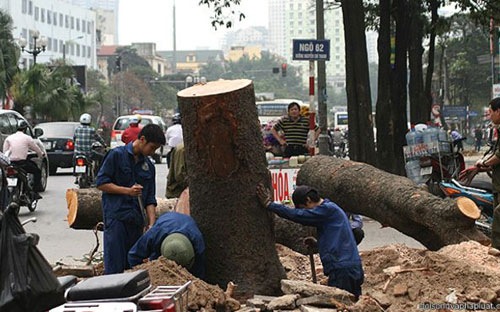 Công bố loạt sai phạm trong vụ thay cây ở Hà Nội