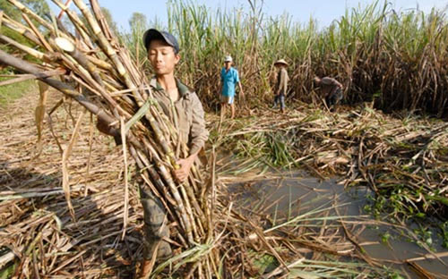 So với cùng kỳ năm trước, lượng mía ép tăng 391.000 tấn, lượng đường sản xuất tăng 119.710 tấn.