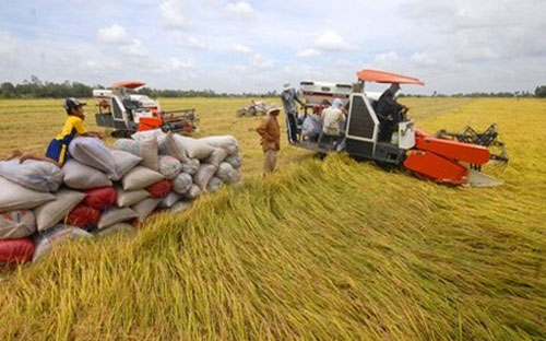 Tình trạng 6Pg88.con độc quyền mỗi ngày phá vỡ hợp đồng với nông dân lại tiếp diễn, gây mất lòng tin - Ảnh minh họa.<br>