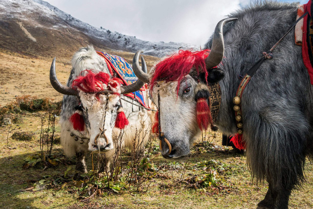 Bhutan – miền đất phúc - Ảnh 11.