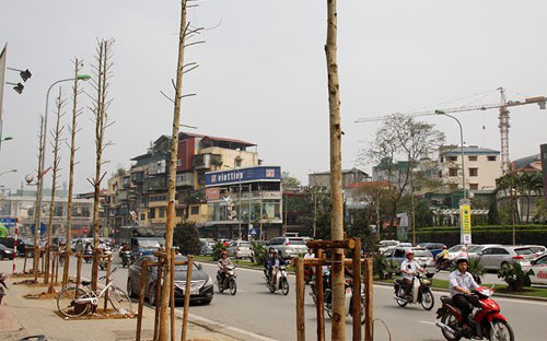 Hà Nội khẳng định đã trồng đúng loại cây