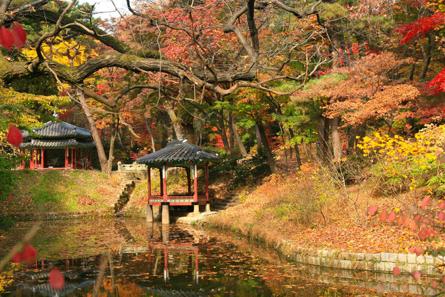 Cung điện Changdeokgung – nơi đẹp nhất để ngắm mùa thu Hàn Quốc - Ảnh 15.