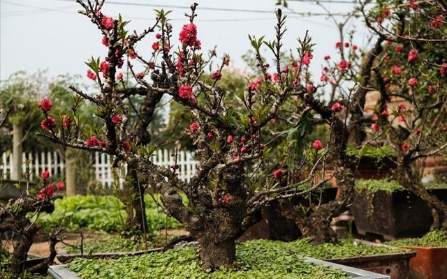 Đào thất thốn có gì lạ mà giá đắt như vậy? - Ảnh 2.