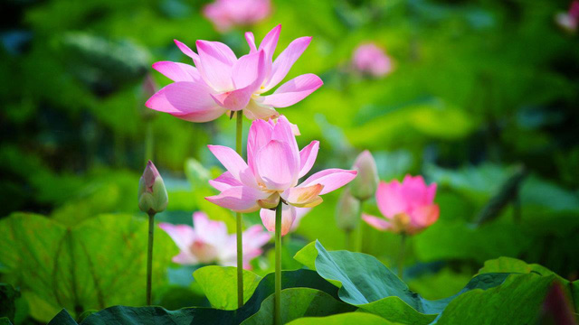 Đồng Tháp, sắp đến mùa sen nở - Ảnh 4.