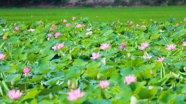 Đồng Tháp, sắp đến mùa sen nở - Ảnh 3.
