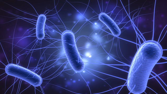 B&aacute;o động vi khuẩn E.coli kh&aacute;ng kh&aacute;ng sinh tại Việt Nam - Ảnh 1.