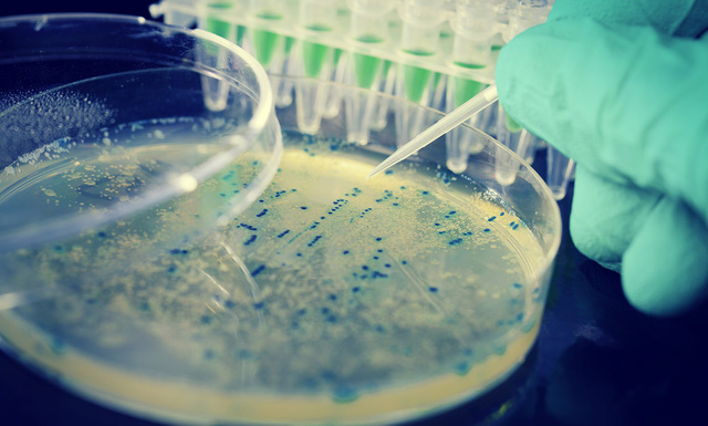 B&aacute;o động vi khuẩn E.coli kh&aacute;ng kh&aacute;ng sinh tại Việt Nam - Ảnh 2.