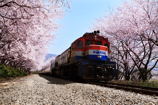 Ngồi xe lửa ngắm hoa anh đào ở Jinhae - Ảnh 5.