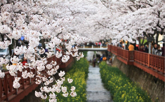 Ngồi xe lửa ngắm hoa anh đào ở Jinhae - Ảnh 6.