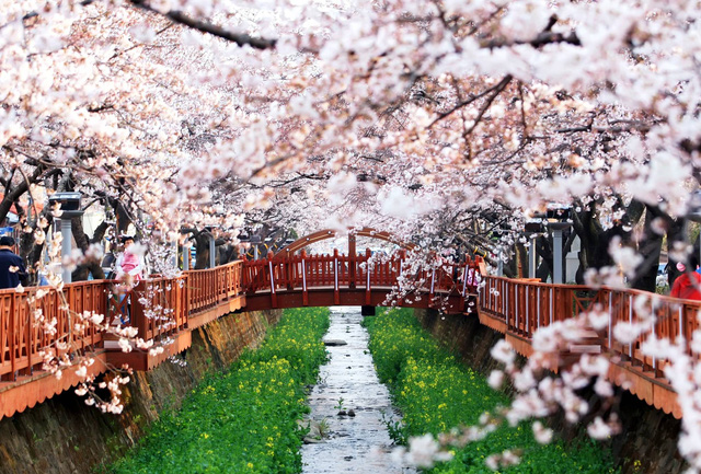 Ngồi xe lửa ngắm hoa anh đào ở Jinhae - Ảnh 7.