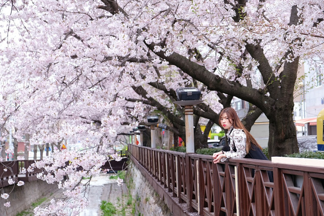 Ngồi xe lửa ngắm hoa anh đào ở Jinhae - Ảnh 8.
