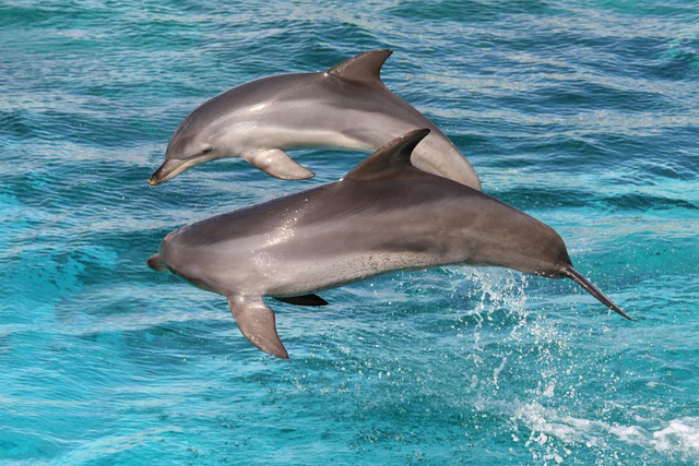 Kangaroo Island: đến thật gần thiên nhiên hoang dã - Ảnh 11.