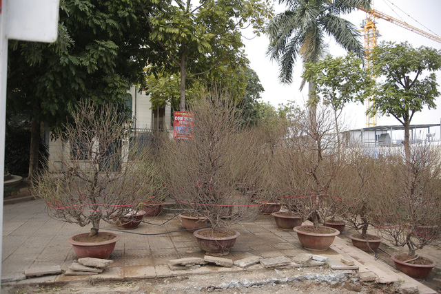 Phố đào Tết đã nhộn nhịp sắc Xuân - Ảnh 8.