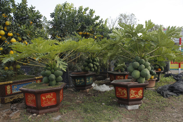 Cây đu đủ bonsai bày Tết được nhiều người săn lùng - Ảnh 1.