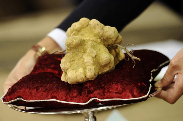 Truffle – loại nấm đắt như kim cương - Ảnh 4.