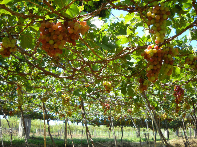 Phan Rang: Đi qua hoang mạc đến biển Vĩnh Hy - Ảnh 5.