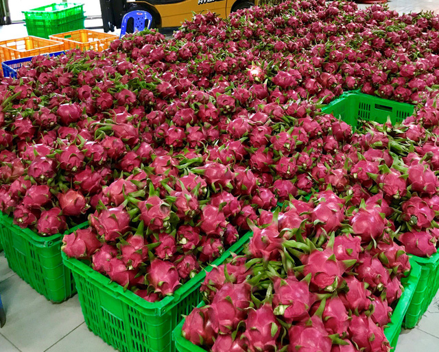 Nếm thanh long Bình Thuận thỏa thích tại MM Mega Market  - Ảnh 2.
