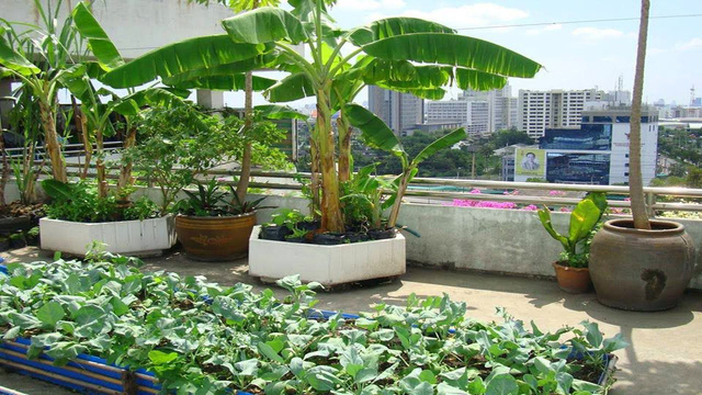 Xu hướng vườn rau cộng đồng tại Singapore - Ảnh 2.