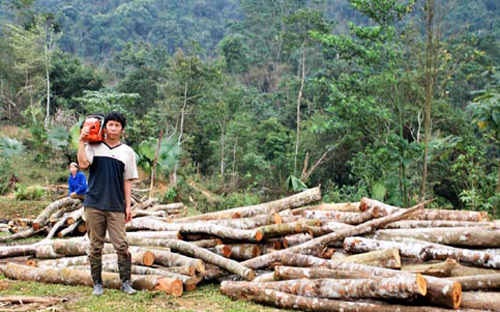 Theo thống kê, Việt Nam hiện có hơn 13 triệu ha rừng.