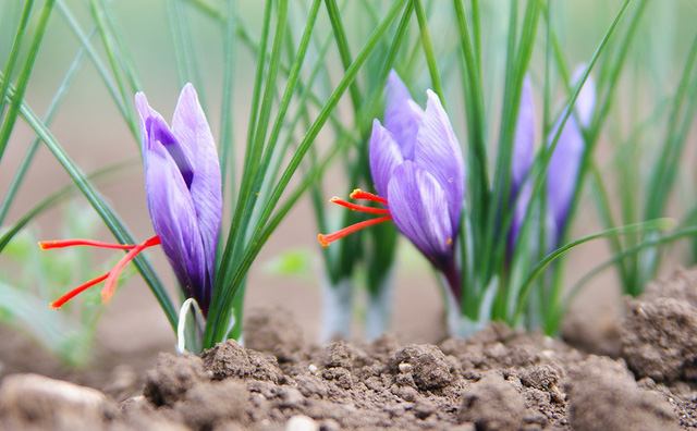 Saffron – vàng đỏ trong lãnh địa ẩm thực - Ảnh 1.
