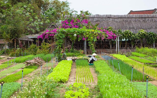Làng rau Trà Quế thành điểm tham quan chính thức từ đầu năm mới - Ảnh 1.