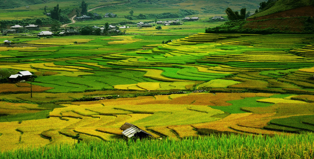 Cuối tuần rủ nhau đi Tú Lệ ngắm lúa chín - Ảnh 4.