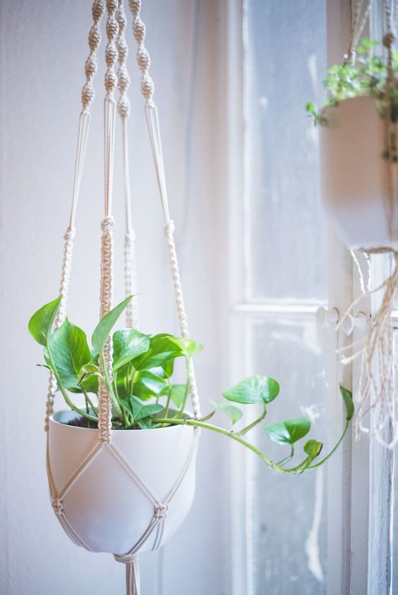 Một khu vườn ngay tại cửa sổ - Ảnh 4.