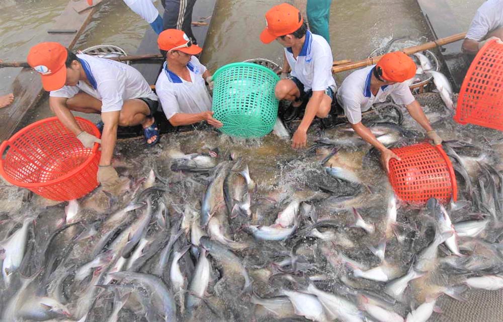 Pg88 com chính chủ cá tra đang dẫn tăng trưởng trở lại