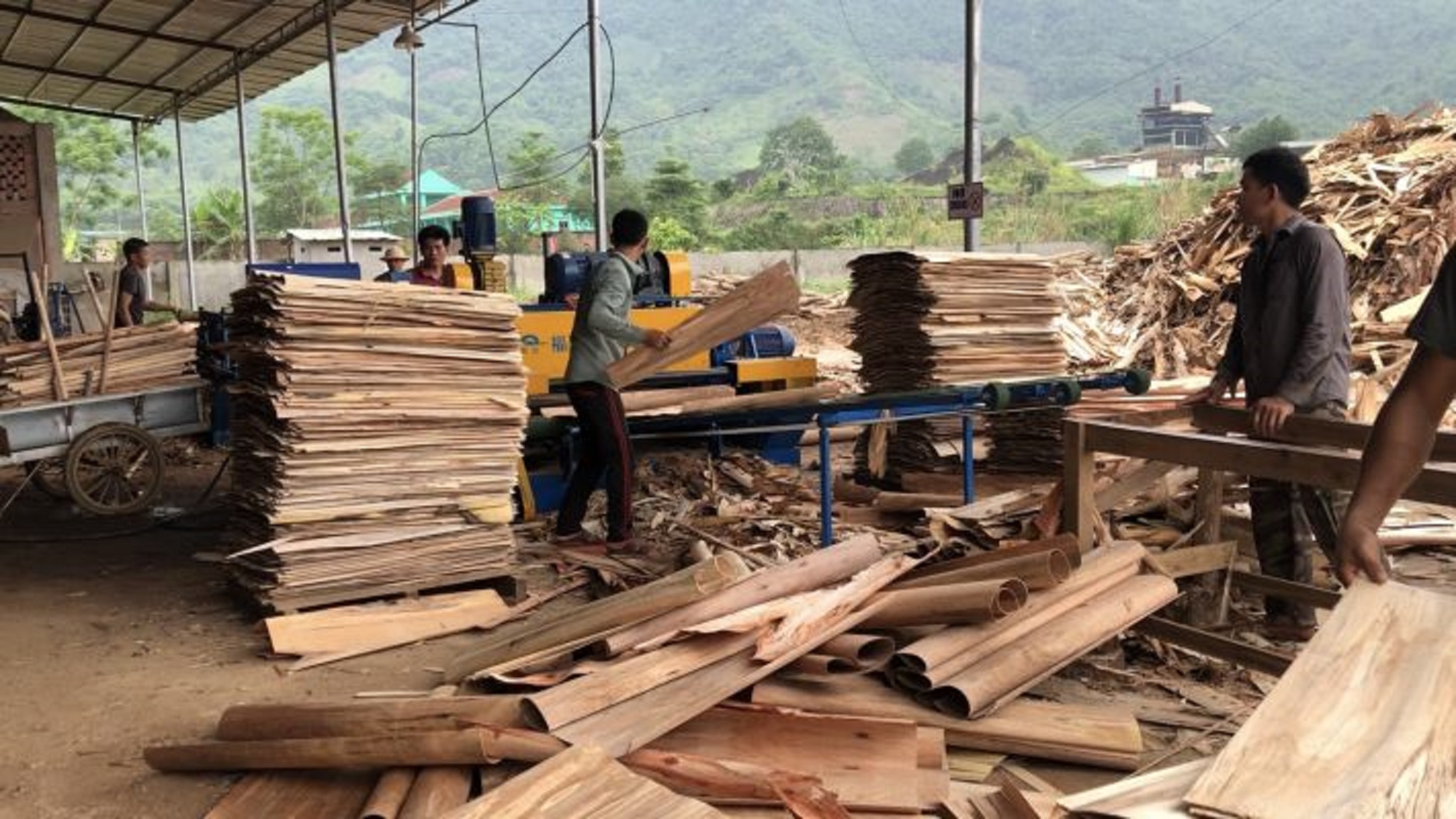 Gỗ ván bóc xuất sang Trung Quốc tăng đột biến trong thời gian gần đây