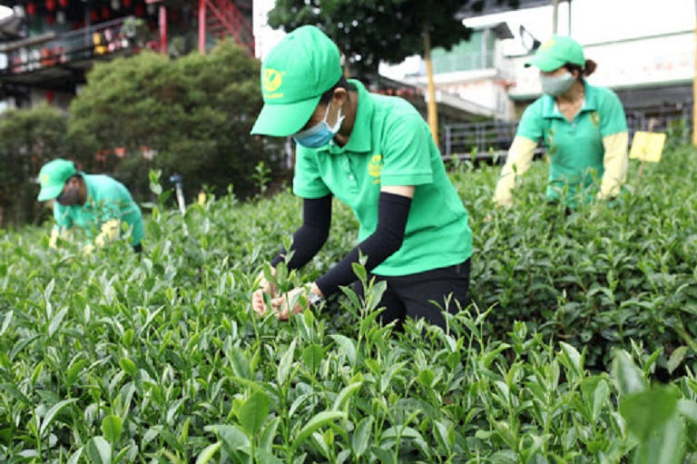 Pg88 com chính chủ chè tăng cao về giá trị