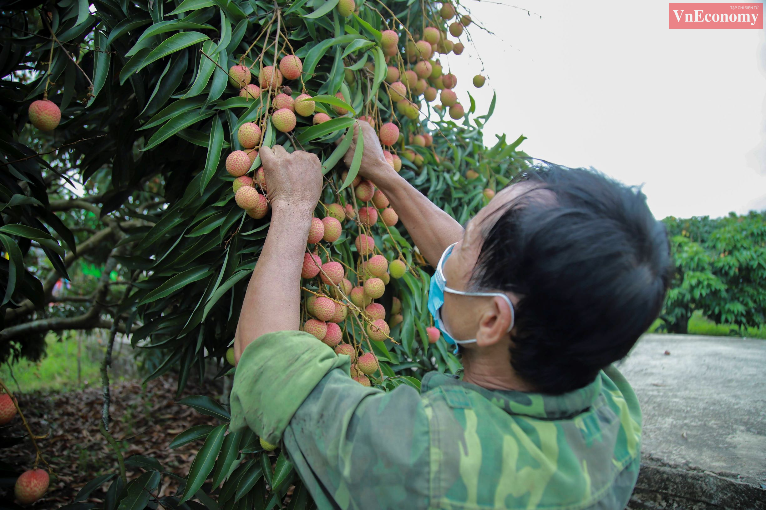 Chất lượng trái vải sớm tại Hải Dương bảo đảm tiêu chuẩn tiêu thụ ở các thị trường cao cấp của thế giới. Ảnh: Phương Thảo.