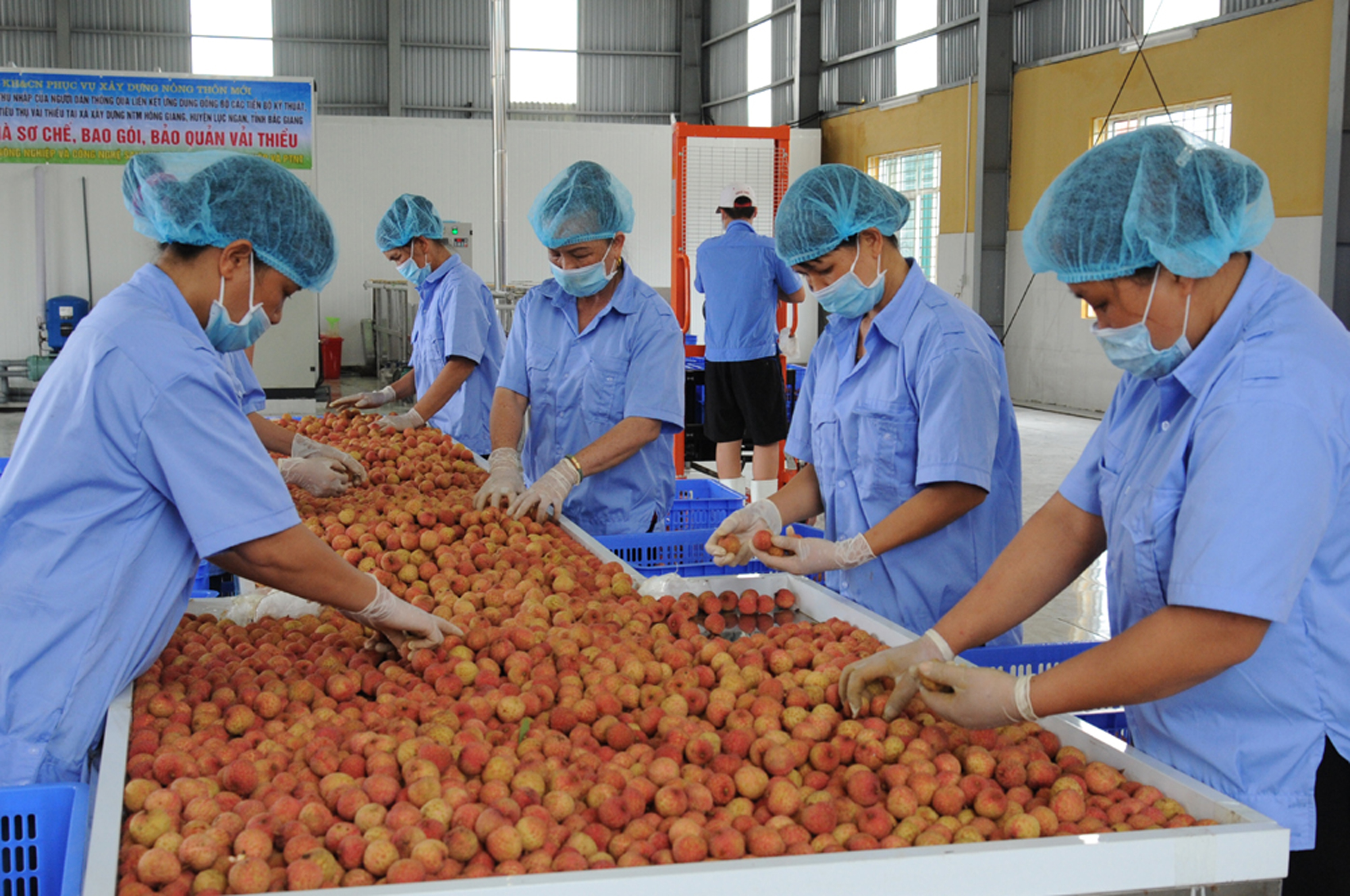 Hiện tr&ecirc;n địa b&agrave;n tỉnh Bắc Giang c&oacute;&nbsp;hơn 28 ngh&igrave;n ha vải thiều đ&atilde; bắt đầu v&agrave;o vụ thu hoạch, sản lượng 180 ngh&igrave;n tấn.