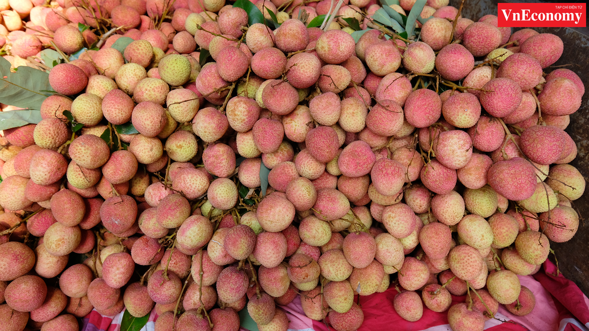 Những ch&ugrave;m vải tươi mới h&aacute;i n&agrave;y được b&aacute;n với gi&aacute; 20.000 đồng/kg.