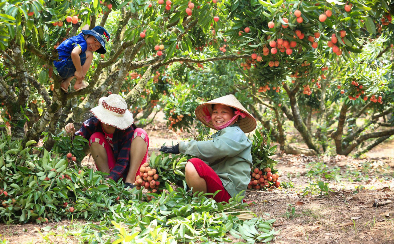 Người n&ocirc;ng d&acirc;n Lục Ngạn thu hoạch vải thiều đạt ti&ecirc;u chuẩn VietGap tại x&atilde; Hồng Giang - Ảnh: Trần Huy Thắng.