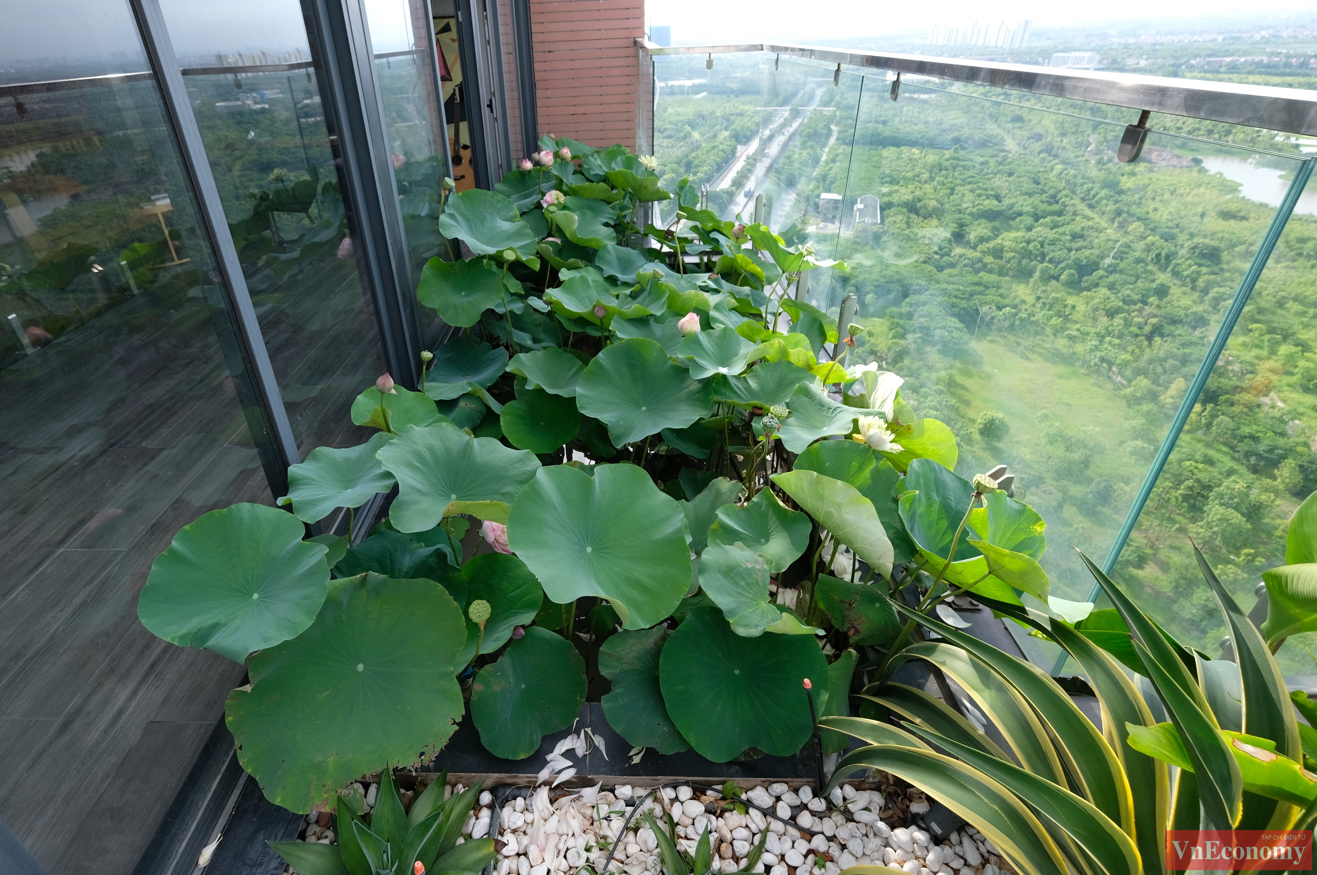 Hồ sen rộng 5m2 n&agrave;y hiện đ&atilde; sang m&ugrave;a sen thứ 2.
