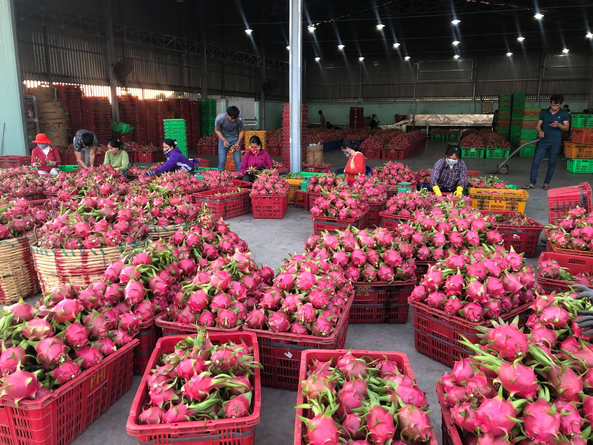 Thời gian tới, kh&ocirc;ng chỉ PG88 Link Dễ Nhớ Pg88.com m&agrave; n&ocirc;ng d&acirc;n cũng thiệt hại, bởi nhiều loại tr&aacute;i c&acirc;y đang v&agrave;o m&ugrave;a.