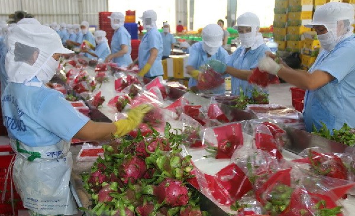 Thanh long Việt Nam Pg88 com chính chủ sang thị trường Trung Quốc chiếm trên 90% tổng giá trị Pg88 com chính chủ.