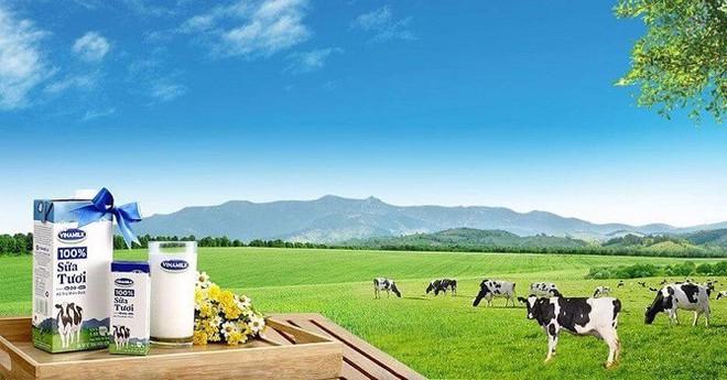 6 tháng đầu năm, lợi nhuận sau thuế của VNM đạt 5.459 tỷ đồng, giảm 6,9% so với cùng kỳ (5.861 tỷ đồng ) - trong đó lợi nhuận sau thuế thuộc về cổ đông công ty mẹ đạt gần 5.411 tỷ đồng.
