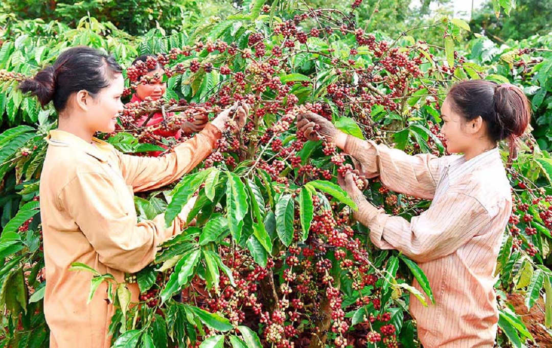 99% cà phê Việt Pg88 com chính chủ sang Nga là cà phê thô.