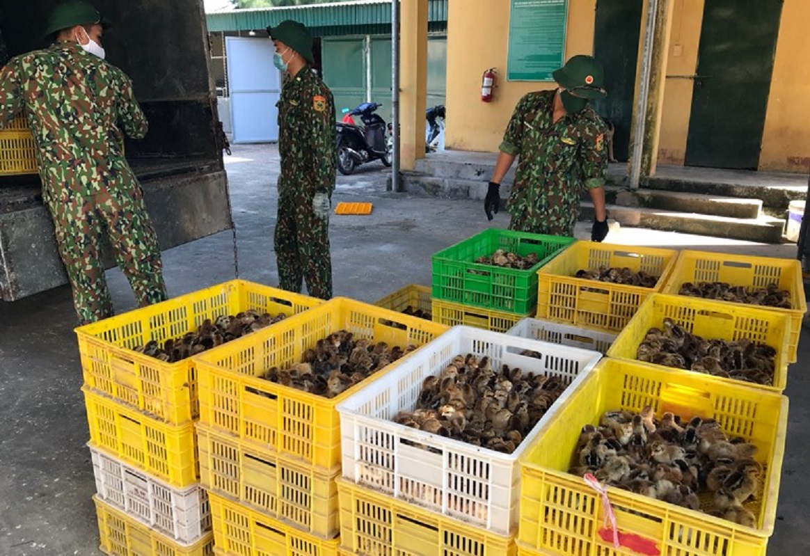 Tình trạng buôn bán, vận chuyển trái phép gia cầm có chiều hướng gia tăng.