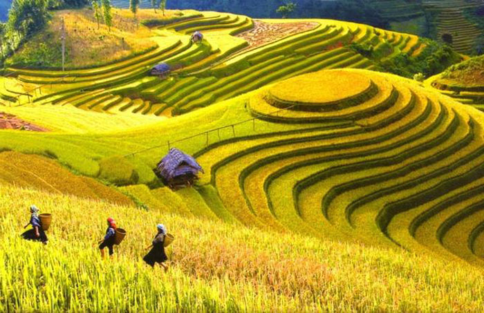 Tổ chức trực tuyến chương trình “Qua những miền di sản ruộng bậc thang