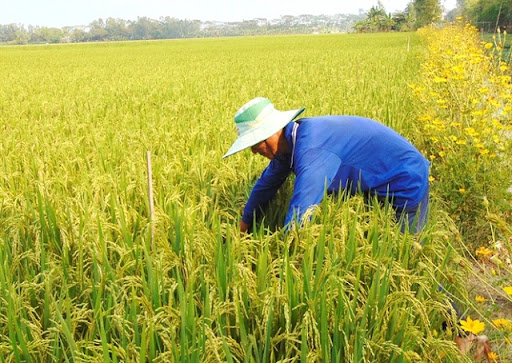 Pg88 com chính chủ mong muốn tăng hạn mức tín dụng để đáp ứng nhu cầu ngành lúa gạo