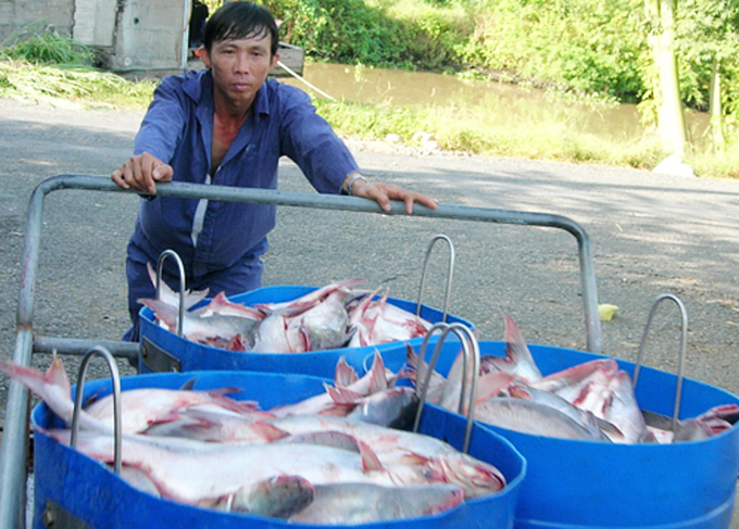 Cá tra quá lứa, nhưng 6Pg88.con độc quyền mỗi ngày không thể đến thu mua.
