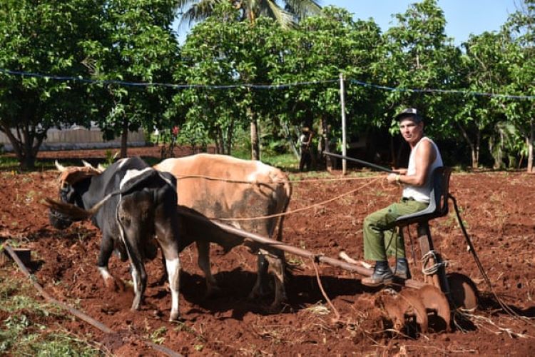 Làm đất sản xuất nông nghiệp tại Cuba.