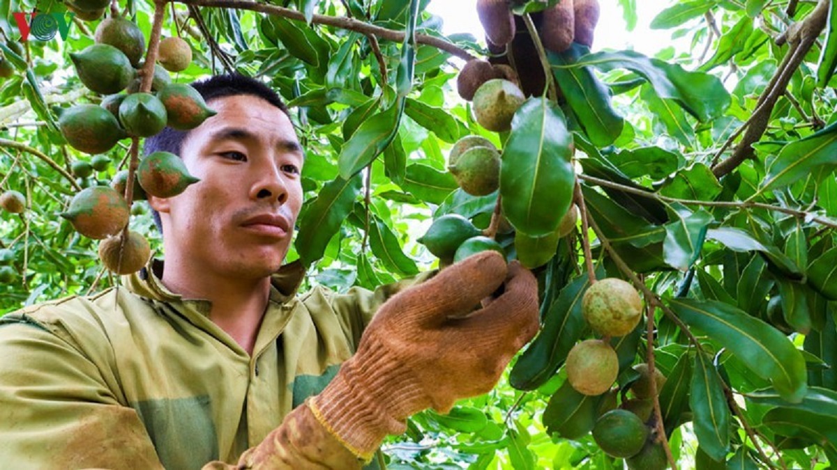 Mắc ca nhiều triển vọng để PG88 hơn 2,1 triệu thành viên.