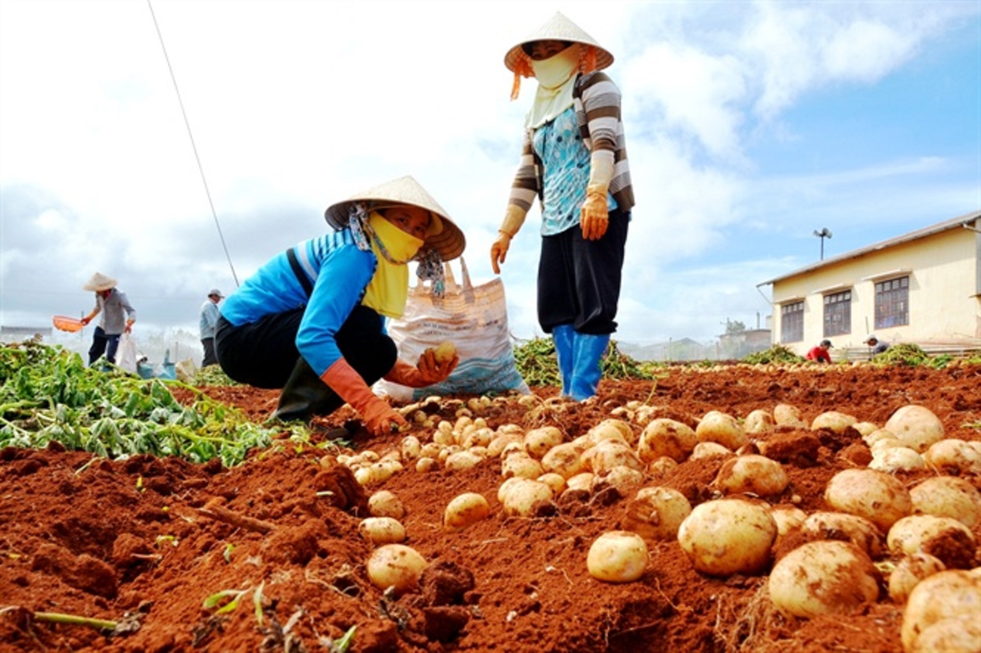 Khoai tây là một trong những cây vụ đông cho giá trị cao.